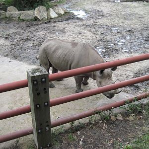Africa-Black Rhinoceros