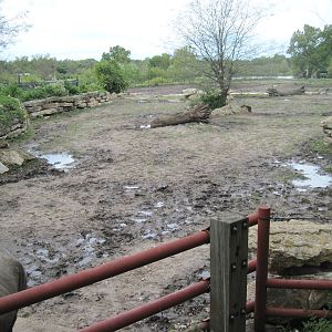 Africa-Black Rhinoceros Exhibit