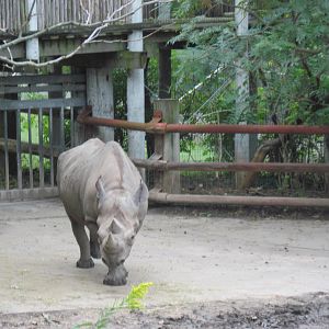 Africa-Black Rhinoceros
