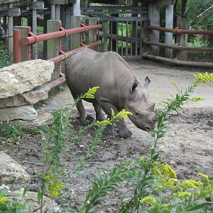 Africa-Black Rhinoceros