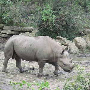 Africa-Black Rhinoceros
