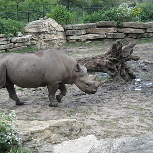 Africa-Black Rhinoceros