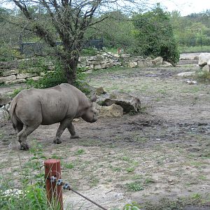 Africa-Black Rhinoceros