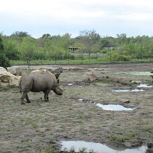 Africa-Black Rhinoceros