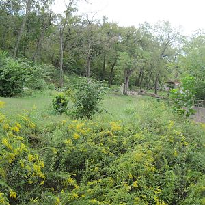 Africa-Chimpanzee Exhibit