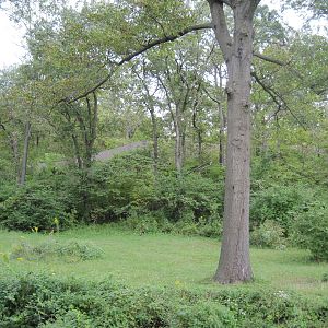 Africa-Chimpanzee Exhibit