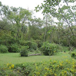 Africa-Chimpanzee Exhibit