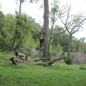 Africa-Chimpanzee Exhibit
