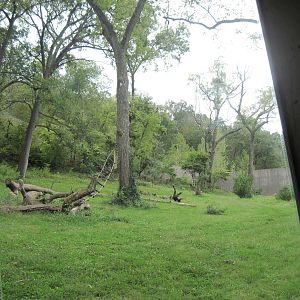 Africa-Chimpanzee Exhibit