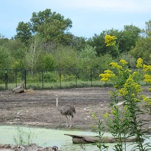 Africa-Ostrich