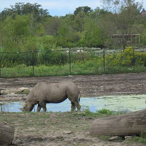 Africa-Black Rhinoceros