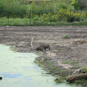 Africa-Ostrich