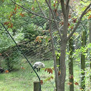 Africa-Secretary Bird