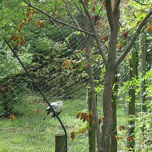 Africa-Secretary BirdAfrica-Secretary Bird