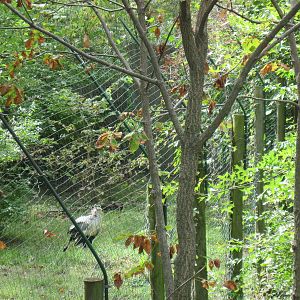 Africa-Secretary Bird