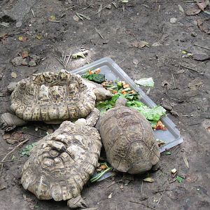 Africa-Leopard Tortoises