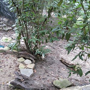 Africa-Leopard Tortoise Exhibit