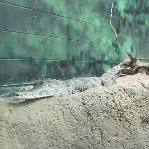 Africa-Slender-snouted Crocodile