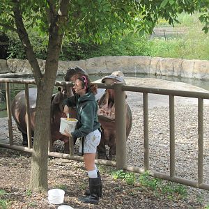 Africa-Nile Hippopotamuses