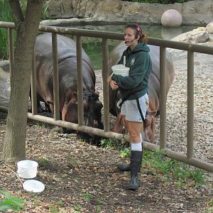 Africa-Nile Hippopotamuses