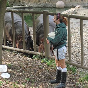 Africa-Nile Hippopotamuses