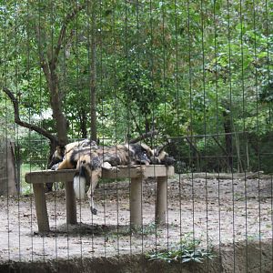 Africa-African Wild Dogs
