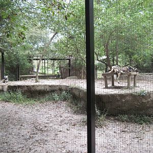 Africa-African Wild Dogs