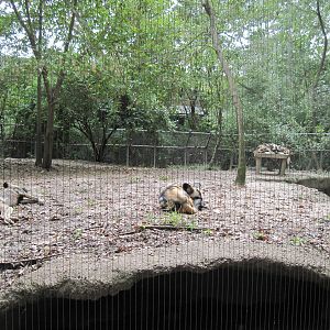 Africa-African Wild Dogs