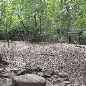Africa-African Wild Dog Exhibit