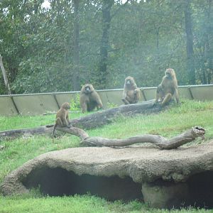 Africa-Guinea Baboons