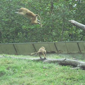 Africa-Guinea Baboons