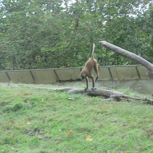 Africa-Guinea Baboon
