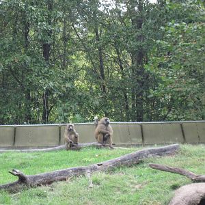 Africa-Guinea Baboons