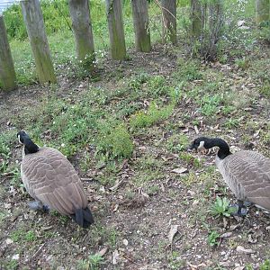 Canadian Geese
