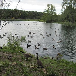 Canadian Geese