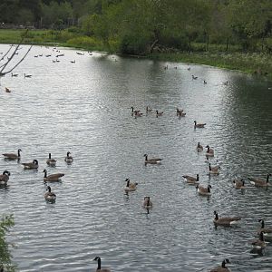 Canadian Geese