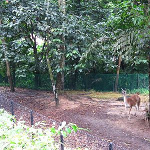 River Safari Temporary Animal Holding