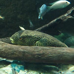 River Safari - Congo Puffer