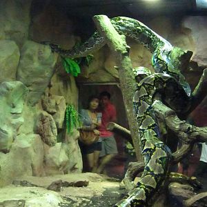 Reptile House - Reticulated Python