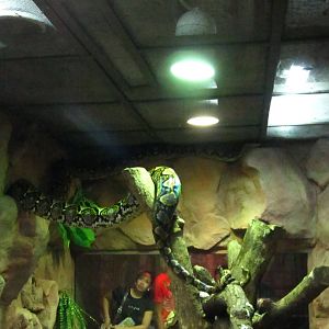 Reptile House - Reticulated Python
