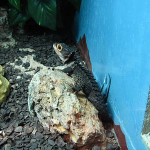 Reptile House - New Guinea Crocodile Skink