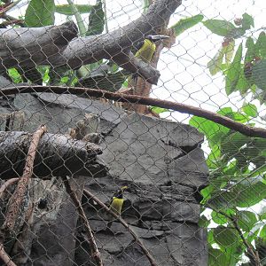 Tropics-Green Aracari