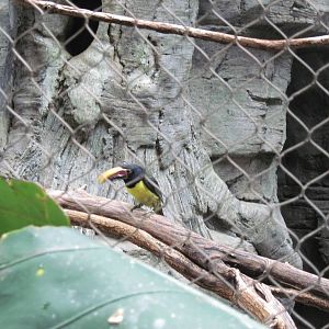 Tropics-Green Aracari