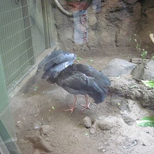 Tropics-Crested Screamer