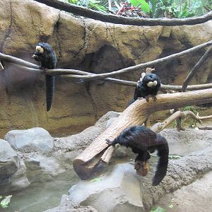 Tropics-White-faced Saki Monkey