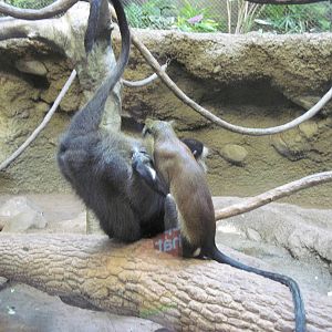 Tropics-Mona and Blue Monkey