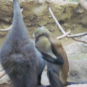 Tropics-Mona and Blue Monkey