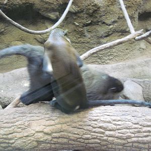 Tropics-Blue and Mona Monkey