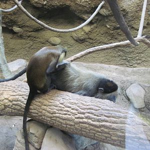 Tropics-Blue and Mona Monkey