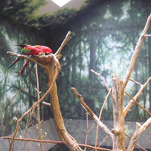 Discovery Barn-Green-winged and Scarlet Macaw